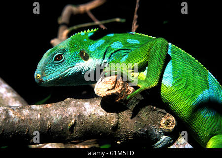 crested iguana fiji Stock Photo