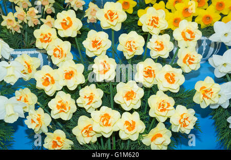 Daffodil 'Double Fashion' Stock Photo