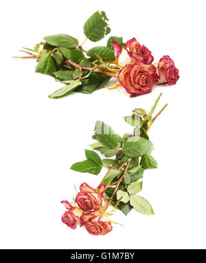 Dried pink roses over the white background Stock Photo