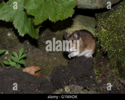 Wood mouse in a garden, Preston, Lancashire. UK Stock Photo