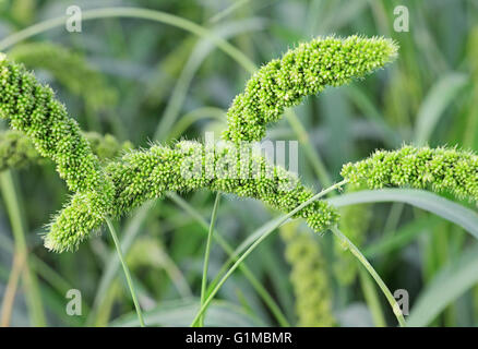 Foxtail Millet stalks with grains. Used as food, fodder and for producing alcoholic beverages. India is the largest producer. Stock Photo