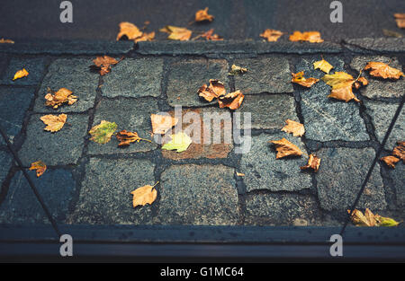 Autumn leaves scattered on a wet stone pavement in an urban setting. Stock Photo