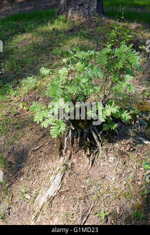 rowan tree stump with sprouts Stock Photo