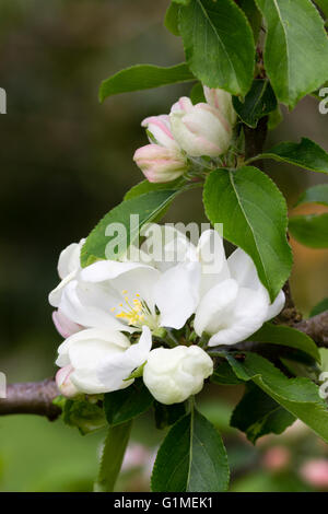 White spring flowers of the ornamental crab apple, Malus 'Jelly King' Stock Photo