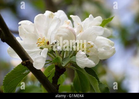 White spring flowers of the ornamental crab apple, Malus 'Jelly King' Stock Photo