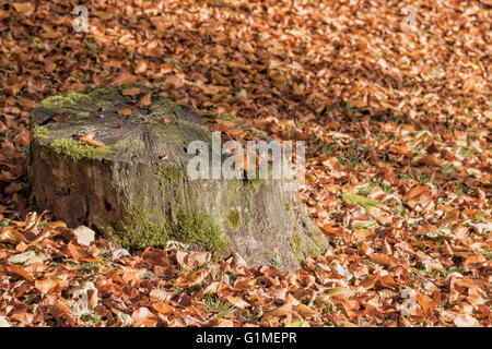 Mossy tree stump is surrounded by brown fallen leaves. Everything is illuminated in soft sunlight Stock Photo