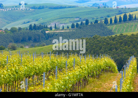 Vineyards, Tuscany Landscape,  Near Asciano, Siena Province, Crete Senesi, Tuscany, Italy Stock Photo