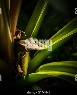 A gecko examining a dried leaf on an aloe plant in the rainforest of the Big Island of Hawaii Stock Photo