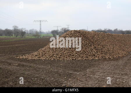 Pile of harvested sugar beets lying on a field in Germany. Stock Photo
