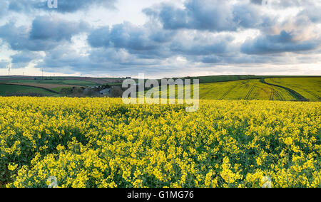 Stormy sky over Canola fields near Newquay in Cornwall Stock Photo