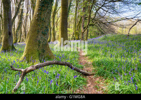 A forest path through bluebells in the Cornwall countryside near Redruth Stock Photo