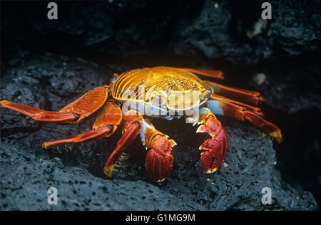 Sally Lightfoot Crab (Grapsus Grapsus), Turtle Cove, Santa Cruz, Galapagos, Ecuador. South America.