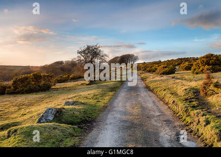 A country lane near Blissland on Bodmin Moor in Cornwall Stock Photo