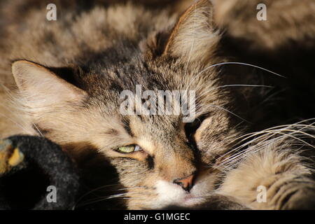 Norwegian Forest cat with long hair waking up. Stock Photo