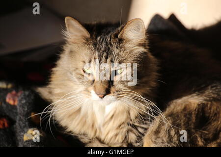 Norwegian Forest cat with long hair waking up. Stock Photo