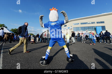 Gully the Brighton mascot before the Sky Bet Championship Play Off Semi Final Second Leg match between Brighton and Hove Albion and Sheffield Wednesday at the Amex Stadium 16th May 2016 Stock Photo