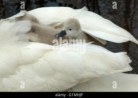 Mute Swan Cygnus olar with a family of newly hatched cygnets riding on the back of an adult Stock Photo