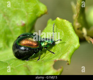 Green dock beetle (Gastrophysa viridula) gravid female. Female beetle in the family Chrysomelidae, with abdomen distended Stock Photo