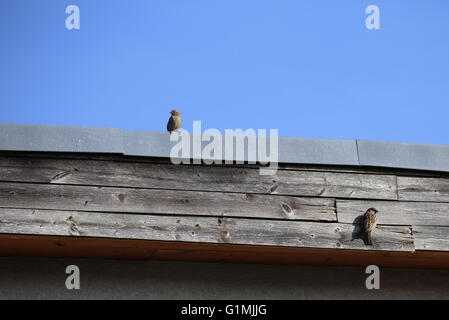 Couple of house sparrows (Passer domesticus) sitting at the side of a roof. Stock Photo