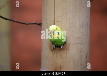 Budgie (Melopsittacus undulatus) sitting in a hole in the wood. Stock Photo
