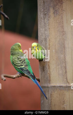 Budgie (Melopsittacus undulatus) sitting in a hole in the wood with another one in front of it. Stock Photo