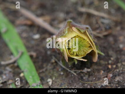 Blossom of the water avens (Geum rivale). Stock Photo