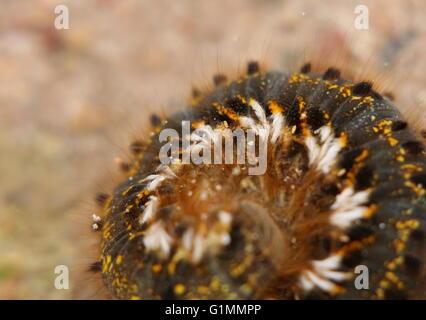 Drinker (Euthrix potatoria) caterpillar curled up with defocus effect, usable as an abstract nature background. Stock Photo