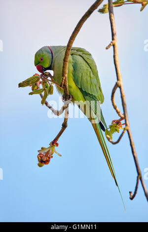 Ring-necked Parakeet.  Hurst Meadows, West Molesey, Surrey, England. Stock Photo