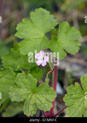 Round-leaved Crane's-bill. Hurst Meadows, West Molesey, Surrey, England. Stock Photo