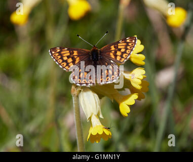 Duke of Burgundy butterfly on cowslip flowers.  Noar Hill nature reserve, Selborne, Hampshire, Surrey, England. Stock Photo