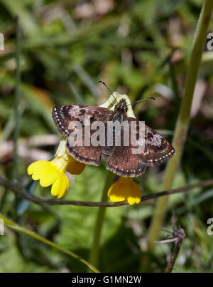 Dingy Skipper butterfly on cowslip flower.  Noar Hill nature reserve, Selborne, Hampshire, Surrey, England. Stock Photo