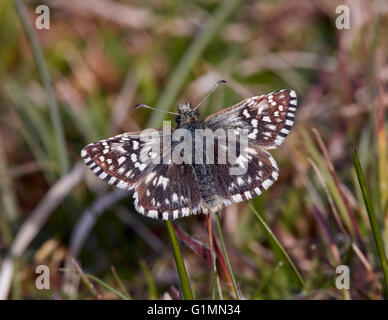 Grizzled Skipper butterfly. Sussex, England. Stock Photo