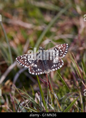 Grizzled Skipper butterfly. Sussex, England. Stock Photo