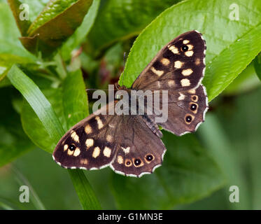 Speckled Wood butterfly.  Hurst Meadows, West Molesey, Surrey, England. Stock Photo