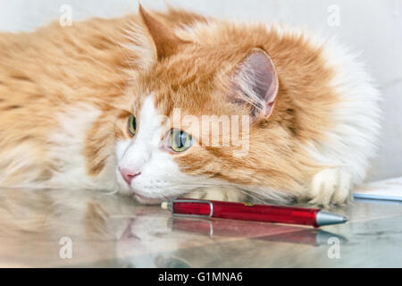 Big red cat lying on table with red pen