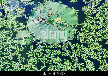 Green duckweed on water and lily leaf Stock Photo