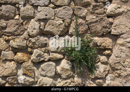 A fieldstone wall with blueweed (Echium vulgare) growing on it.. Stock Photo