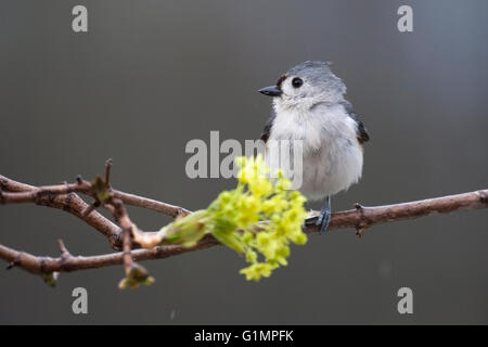 Tufted titmouse perches on maple tree branch in spring Stock Photo