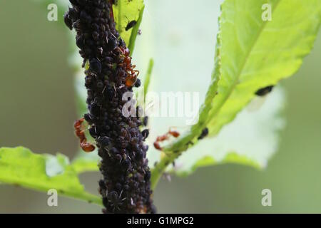 Aphids on a plant, herded by European fire ants (Myrmica rubra). Stock Photo