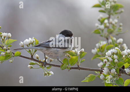 Black capped chickadee perches on flowering branch in spring Stock Photo