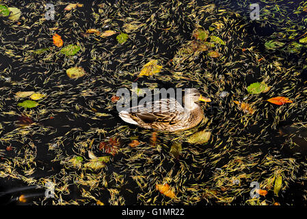 Mallard duck with floating leaf litter, George C. Reifel Migratory Bird Sanctuary in Delta, BC, Canada. Stock Photo