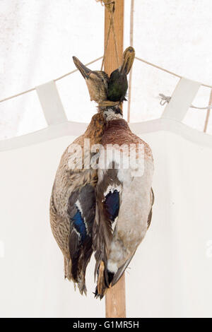 Tewkesbury, UK-July 17, 2015: A brace of ducks hung in the living history camp on 17 July 2015 at Tewkesbury Medieval Festival Stock Photo