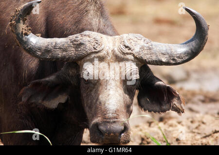 Photograph by © Jamie Callister. Water Buffalo cooling off in the midday sun, Queen Elizabeth National Park, Uganda, Stock Photo