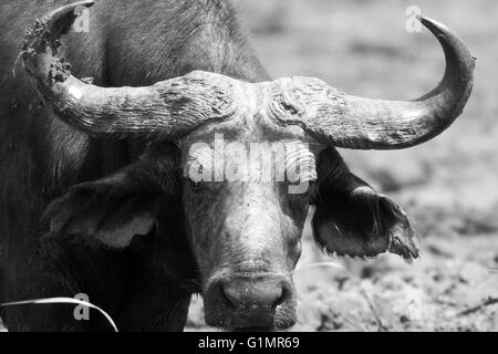 Photograph by © Jamie Callister. Water Buffalo cooling off in the midday sun, Queen Elizabeth National Park, Uganda, Stock Photo