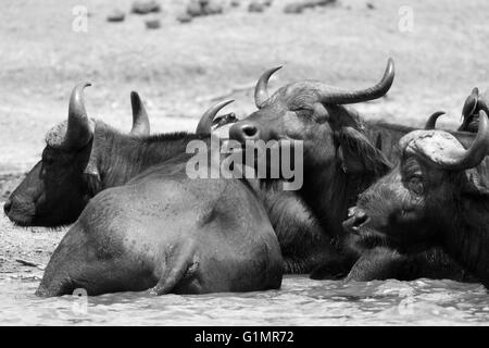 Photograph by © Jamie Callister. Water Buffalo cooling off in the midday sun, Queen Elizabeth National Park, Uganda, Stock Photo