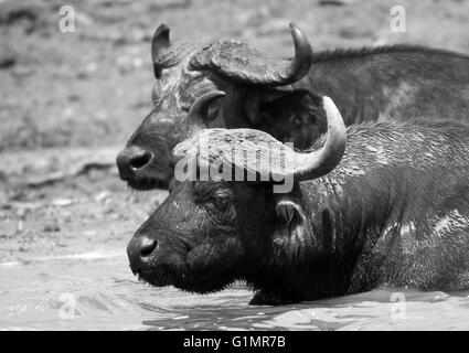 Photograph by © Jamie Callister. Water Buffalo cooling off in the midday sun, Queen Elizabeth National Park, Uganda, Stock Photo