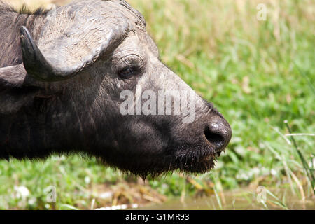 Photograph by © Jamie Callister. Water Buffalo cooling off in the midday sun, Queen Elizabeth National Park, Uganda, Stock Photo