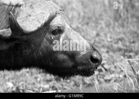 Photograph by © Jamie Callister. Water Buffalo cooling off in the midday sun, Queen Elizabeth National Park, Uganda, Stock Photo