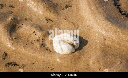 Sea urchin shell found on the flood line at the North Sea beach in Egmond aan Zee, the Netherlands Stock Photo
