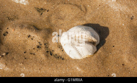Sea urchin test found on the flood line at the North Sea beach in Egmond aan Zee, the Netherlands Stock Photo